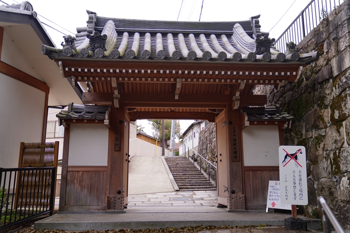 京都_桜情報_2022_11　金戒光明寺　No1