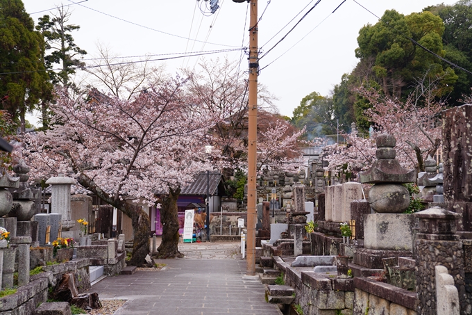 京都_桜情報_2022_11　金戒光明寺　No２