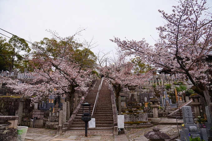 京都_桜情報_2022_11　金戒光明寺　No3