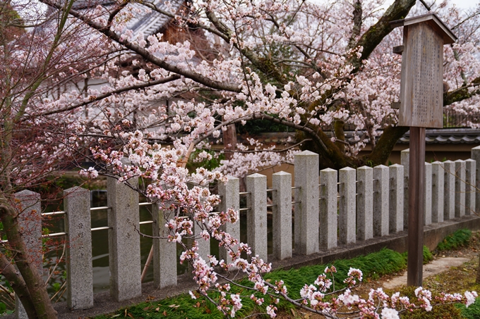 京都_桜情報_2022_11　金戒光明寺　No4