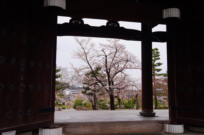 京都_桜情報_2022_11　金戒光明寺　No6