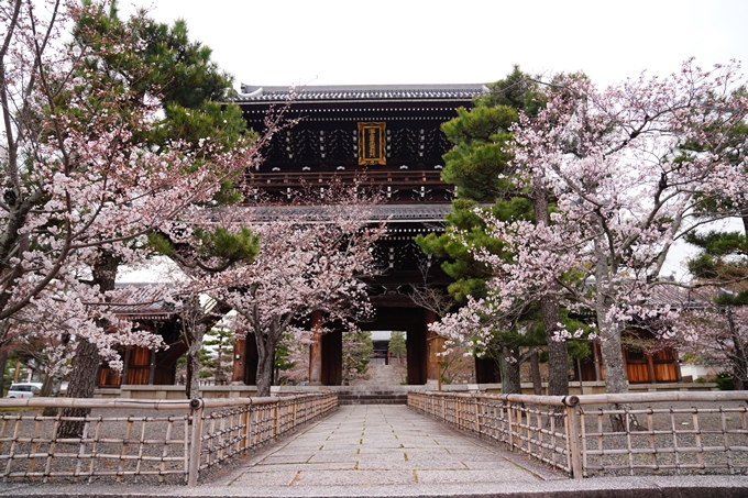 京都_桜情報_2022_11　金戒光明寺　No7