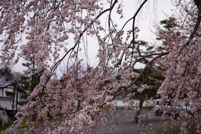 京都_桜情報_2022_11　金戒光明寺　No8