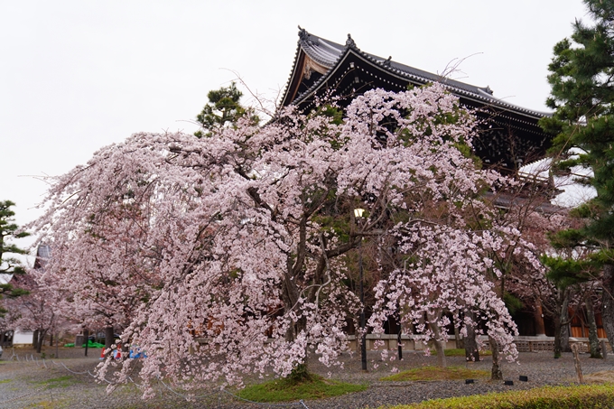 京都_桜情報_2022_11　金戒光明寺　No9