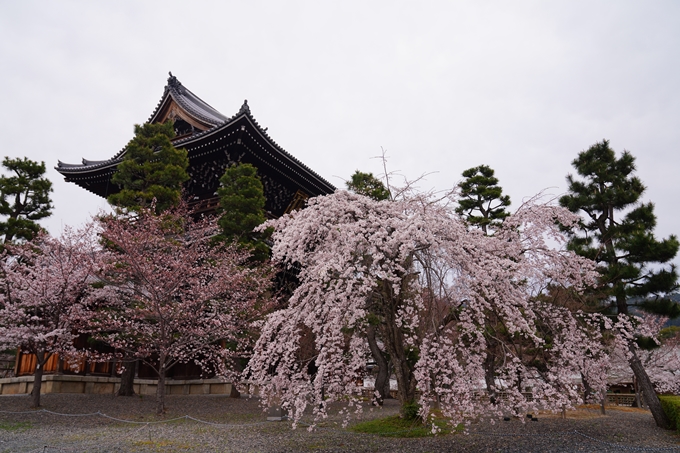 京都_桜情報_2022_11　金戒光明寺　No10