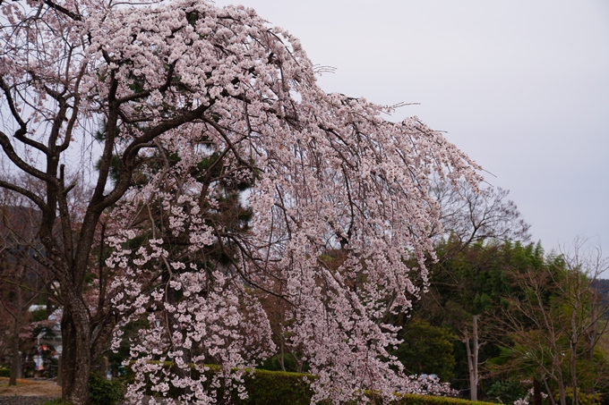 京都_桜情報_2022_11　金戒光明寺　No11