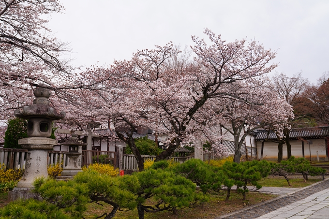 京都_桜情報_2022_12　真如堂　No3