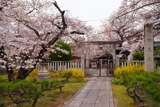 京都_桜情報_2022_12　真如堂　No4