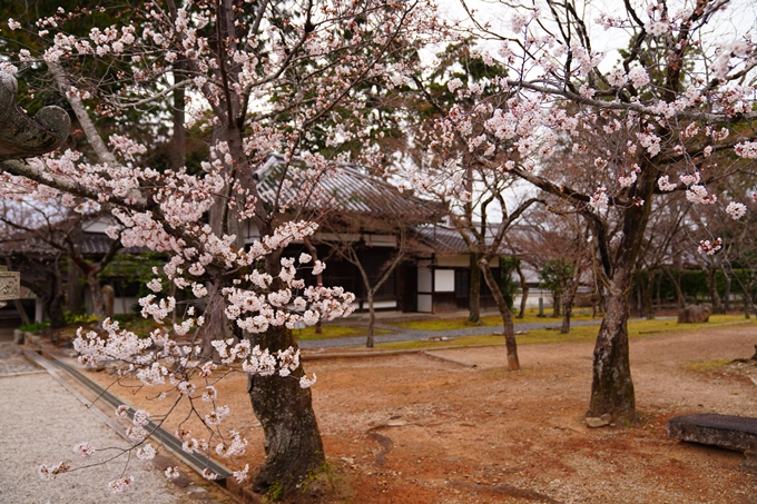 京都_桜情報_2022_12　真如堂　No5