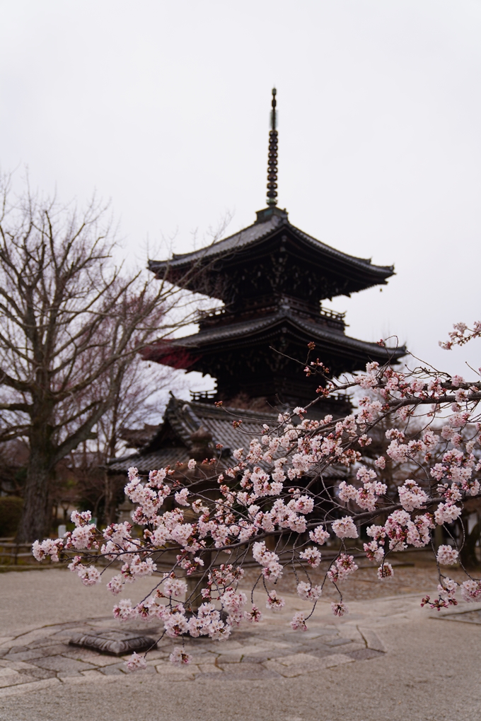 京都_桜情報_2022_12　真如堂　No6