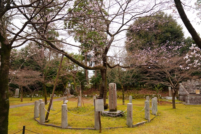 京都_桜情報_2022_12　真如堂　No7