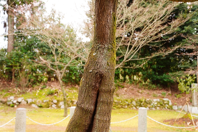 京都_桜情報_2022_12　真如堂　No8