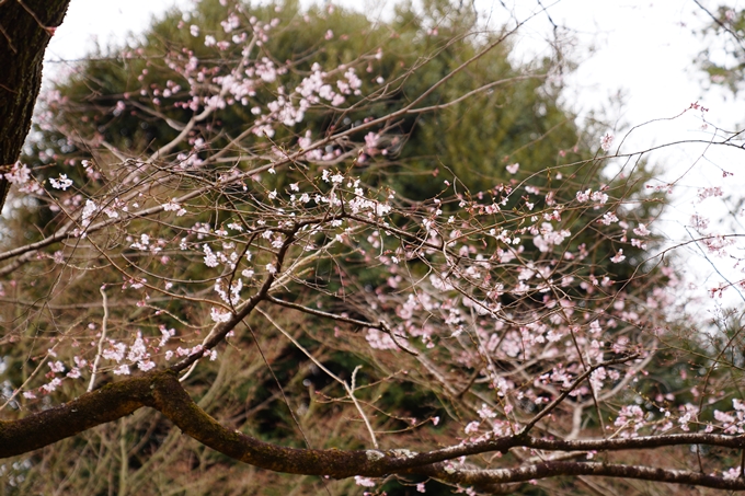 京都_桜情報_2022_12　真如堂　No9