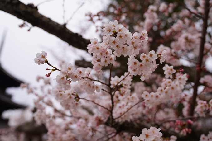 京都_桜情報_2022_12　真如堂　No10