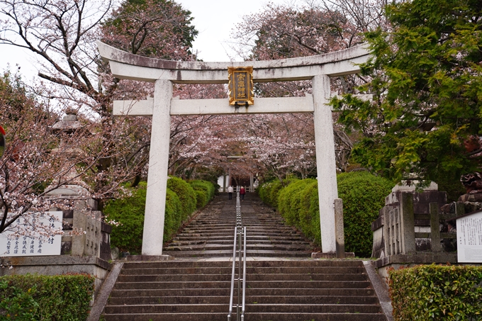 京都_桜情報_2022_13　宗忠神社_竹中稲荷社　No2