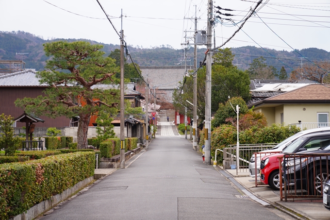 京都_桜情報_2022_13　宗忠神社_竹中稲荷社　No3