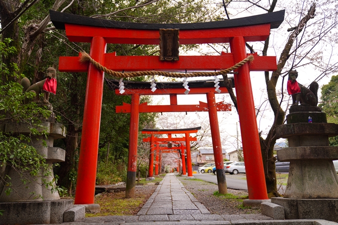 京都_桜情報_2022_13　宗忠神社_竹中稲荷社　No8