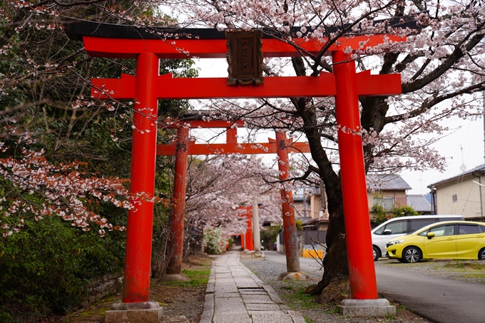 京都_桜情報_2022_13　宗忠神社_竹中稲荷社　No9