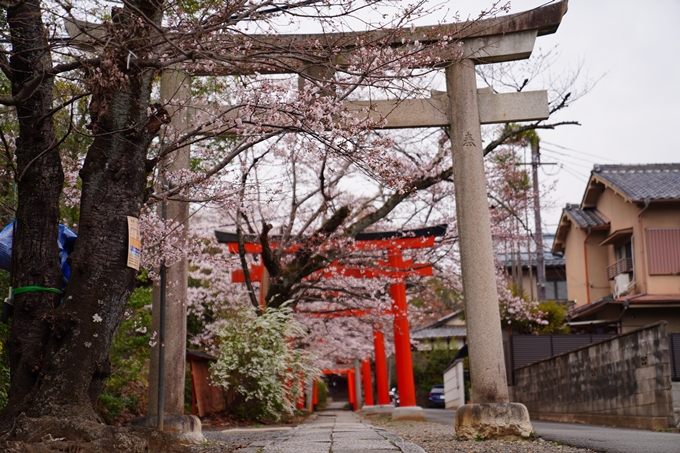 京都_桜情報_2022_13　宗忠神社_竹中稲荷社　No10