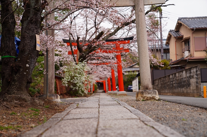 京都_桜情報_2022_13　宗忠神社_竹中稲荷社　No11