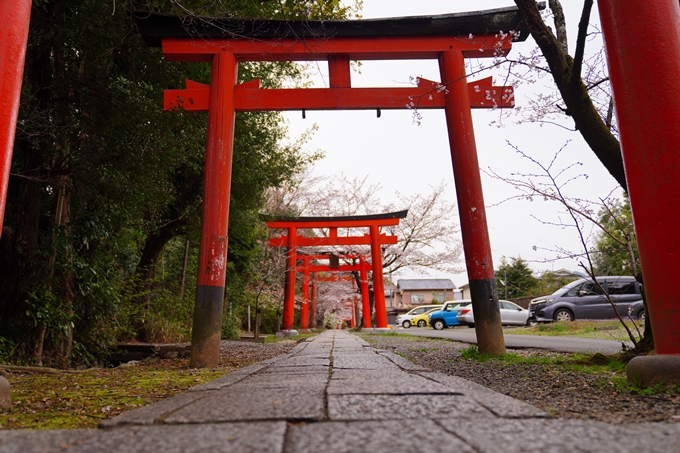 京都_桜情報_2022_13　宗忠神社_竹中稲荷社　No12