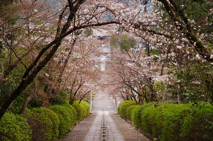 京都_桜情報_2022_13　宗忠神社_竹中稲荷社　No7