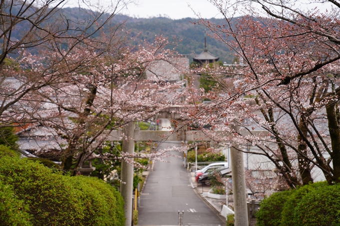 京都_桜情報_2022_13　宗忠神社_竹中稲荷社　No6