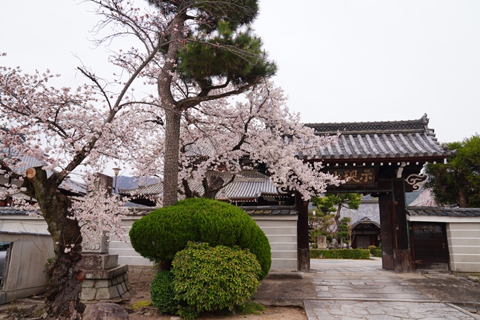 京都_桜情報_2022_14　満願寺　No3