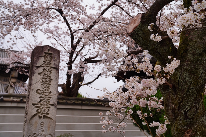 京都_桜情報_2022_14　満願寺　No4