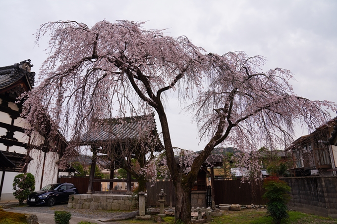 京都_桜情報_2022_14　満願寺　No6