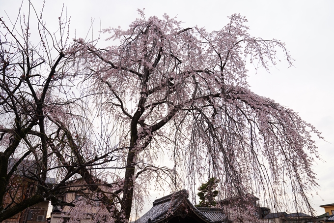 京都_桜情報_2022_14　満願寺　No7