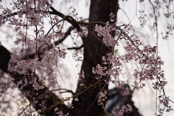 京都_桜情報_2022_14　満願寺　No8