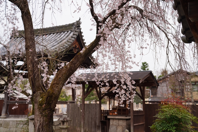 京都_桜情報_2022_14　満願寺　No10