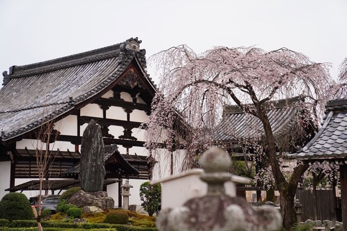 京都_桜情報_2022_14　満願寺　No11