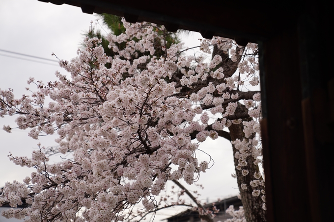 京都_桜情報_2022_14　満願寺　No14