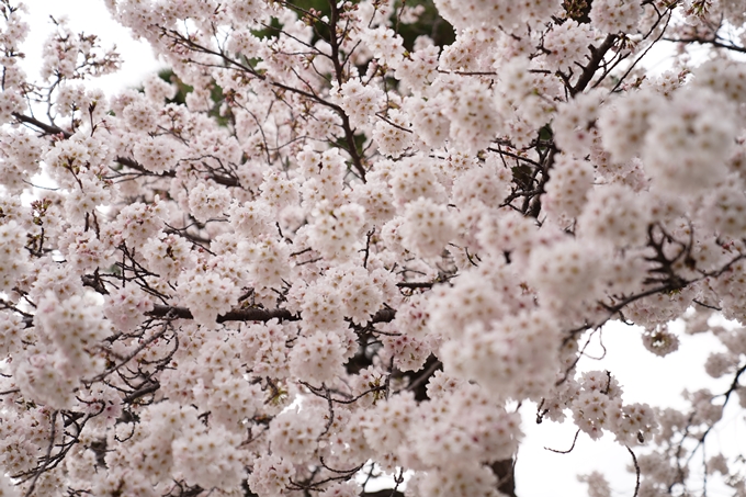 京都_桜情報_2022_14　満願寺　No12