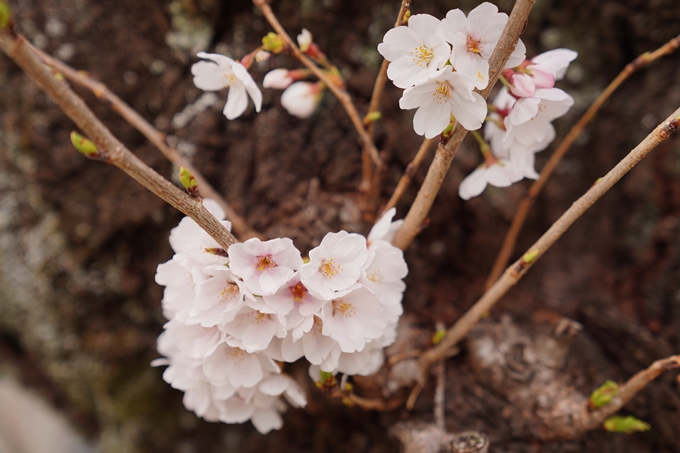 京都_桜情報_2022_14　満願寺　No13