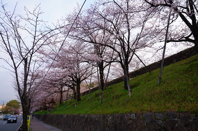 京都_桜情報_2022_15　蹴上インクライン　No2