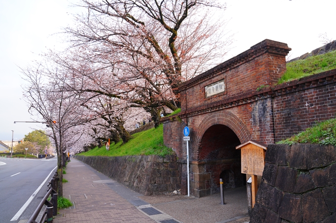 京都_桜情報_2022_15　蹴上インクライン　No3