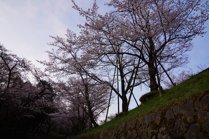 京都_桜情報_2022_15　蹴上インクライン　No5