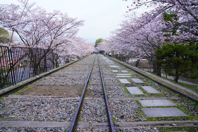 京都_桜情報_2022_15　蹴上インクライン　No6