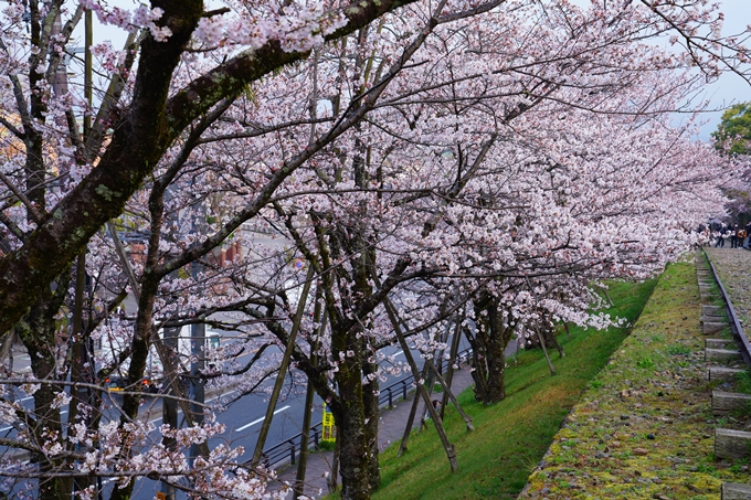 京都_桜情報_2022_15　蹴上インクライン　No7