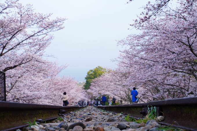 京都_桜情報_2022_15　蹴上インクライン　No8