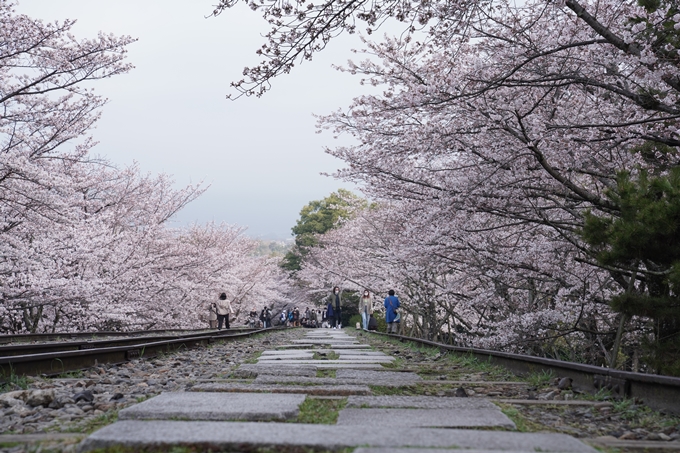 京都_桜情報_2022_15　蹴上インクライン　No9