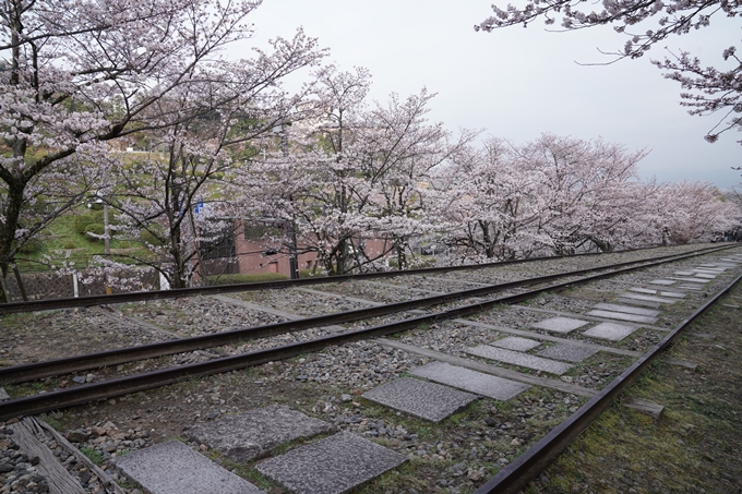 京都_桜情報_2022_15　蹴上インクライン　No10