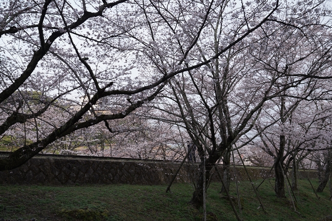 京都_桜情報_2022_15　蹴上インクライン　No11