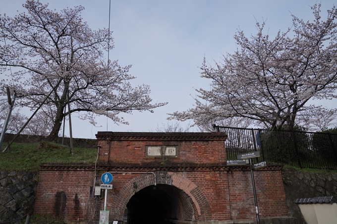 京都_桜情報_2022_15　蹴上インクライン　No12