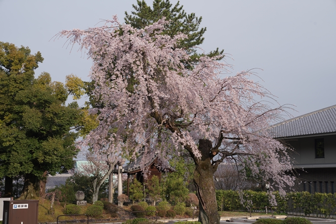 京都_桜情報_2022_16　南禅寺　No2