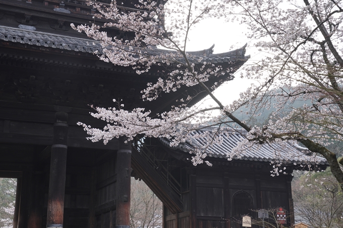 京都_桜情報_2022_16　南禅寺　No4