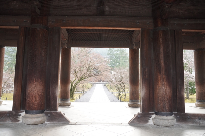 京都_桜情報_2022_16　南禅寺　No5